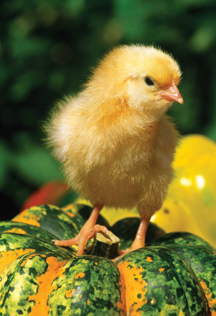 Make a Chicken Brooder Out of Cardboard Boxes - Grit